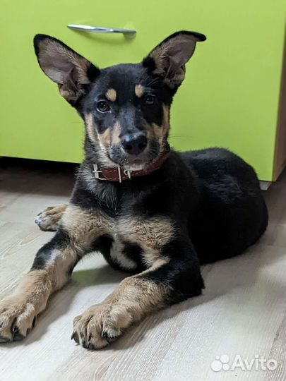 Щенок в добрые руки мальчик