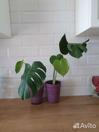 Комнатные цветы. Монстера