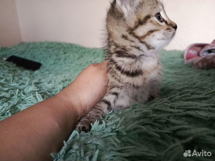 Котята в добрые руки бесплатно девочки