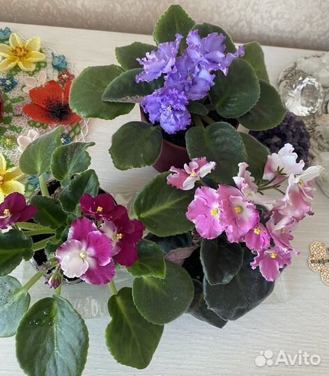 Фиалки сортовые цветущие