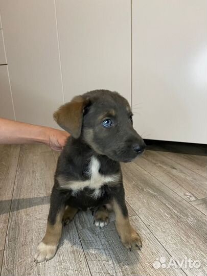 Щенки питбуля