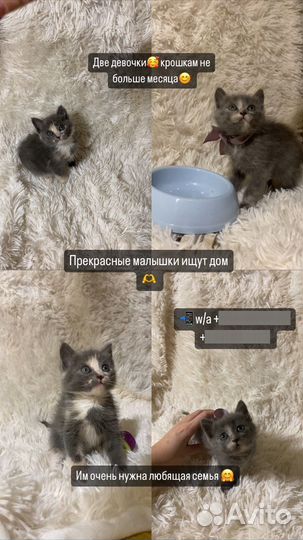 Котята в добрые руки