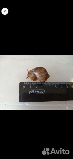 Улитка ахатина иммакулята