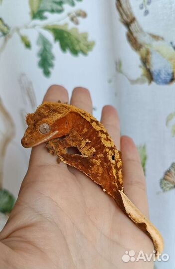 Реснитчатые бананоеды