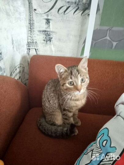 Кошечка в добрые руки