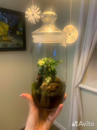 Флорариум экосистема фикус микрокарпа бонсай
