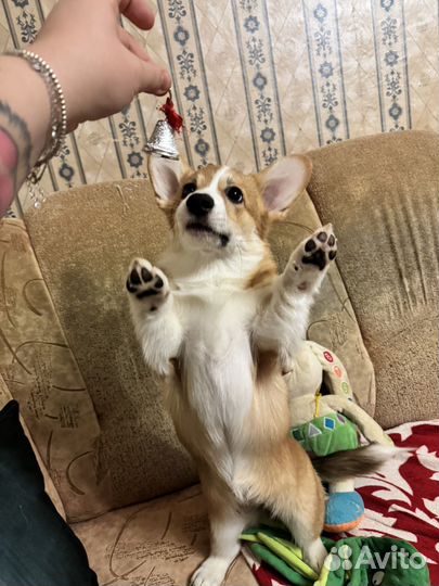 Корги щенок девочка