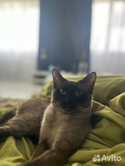 Сиамский кот