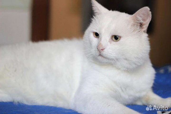 Роскошный Олаф ищет семью