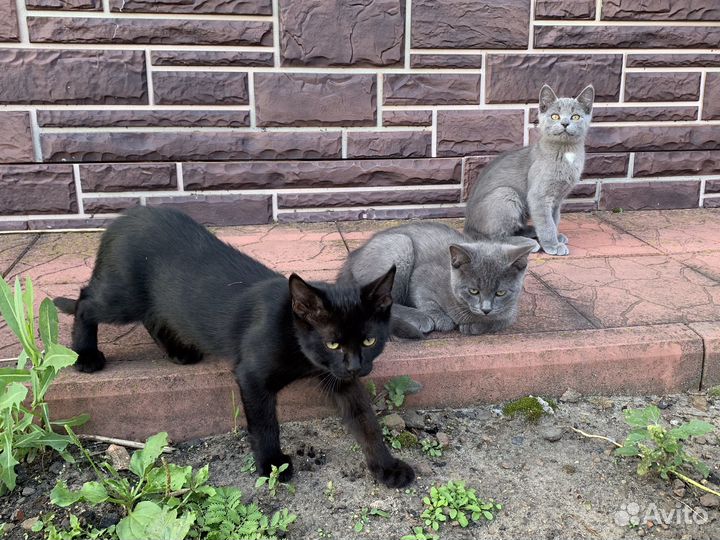 Котята в добрые руки бесплатно