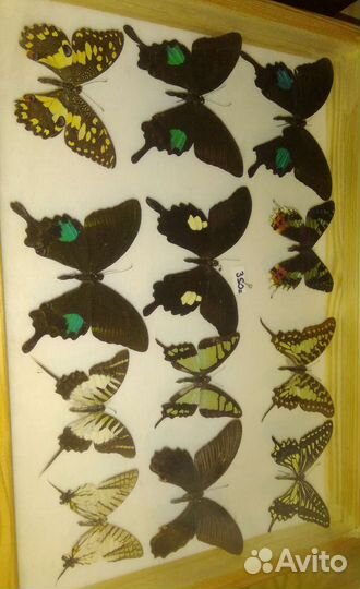 Бабочки для коллекции сухие
