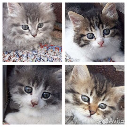 Котята в хорошие руки