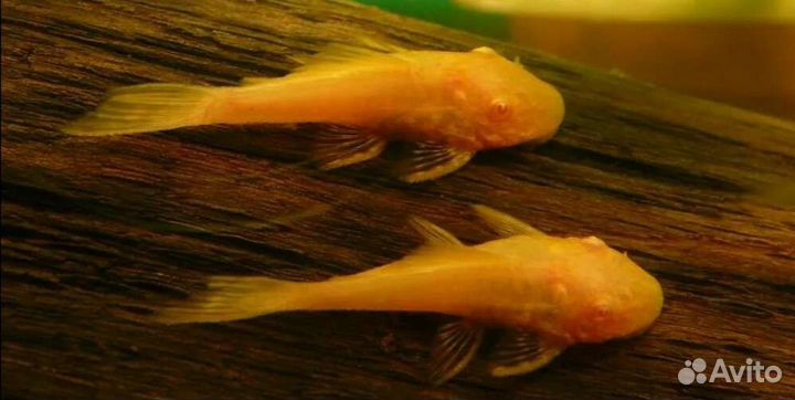 Анциструсы золотые сомики