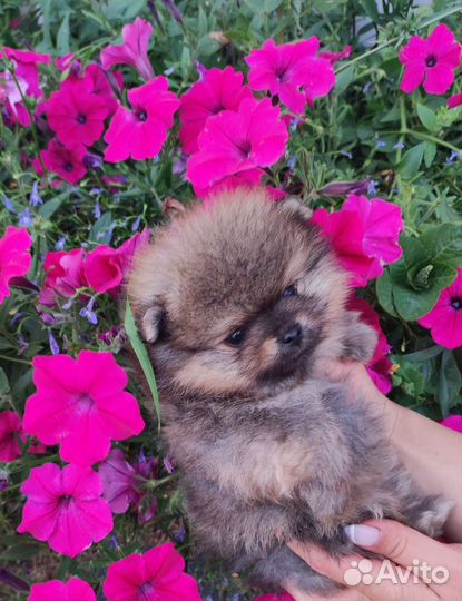 Померанский шпиц мини