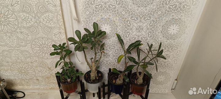 Адениум микс