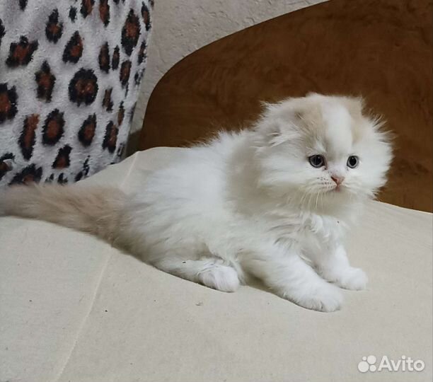 Хайленд фолд, мальчик