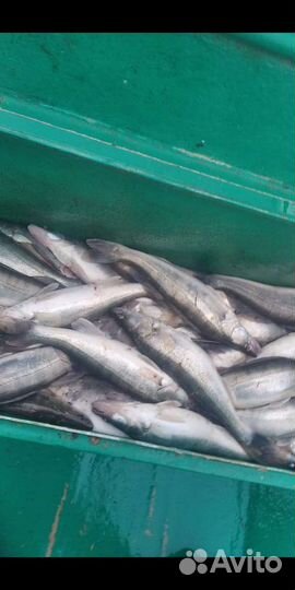 Рыбалка и отдых