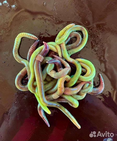 Черви для рыбалки