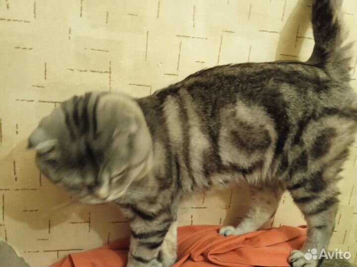 Британский кот вязка