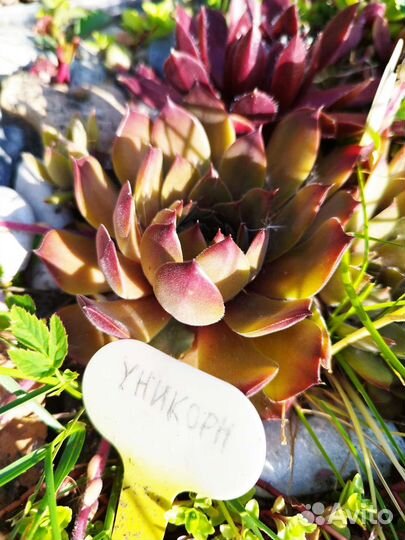 Молодило каменная роза