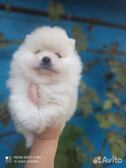 Померанский шпиц мини