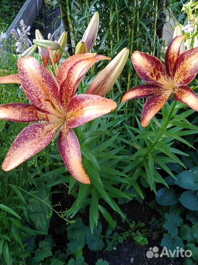 Лилия,монарда,флоксы