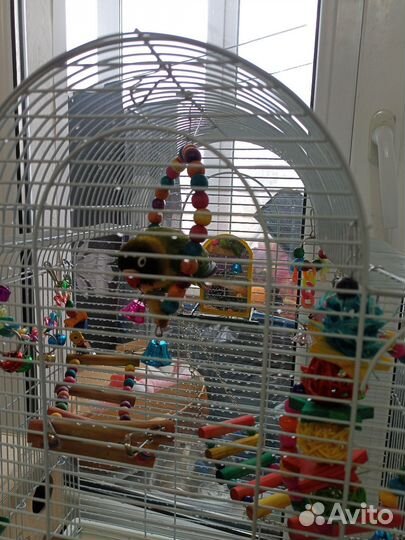 Попугай неразлучник с клеткой