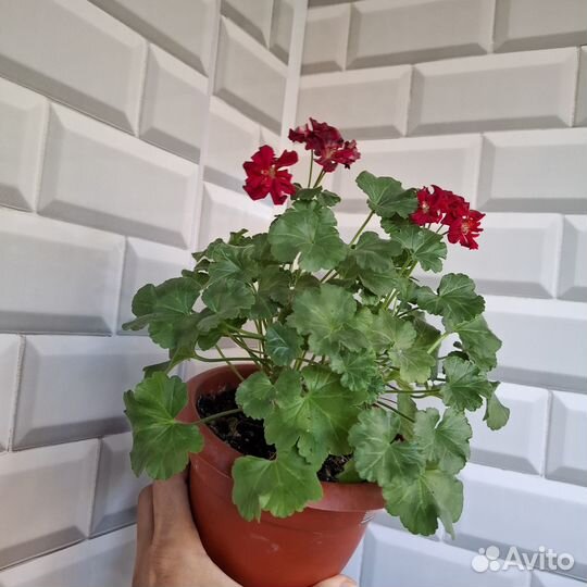 Пеларгония Minx