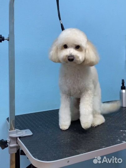 Стрижка йорков, мальтезе, ши-тцу, шпицев