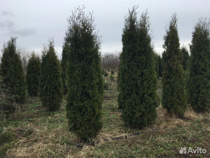 Туя Колумна 1.50