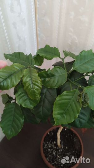 Кофе арабика