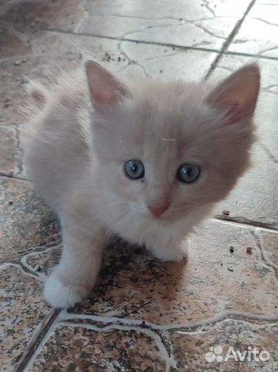 Котята в добрые руки бесплатно