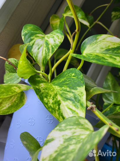 Эпипремнум