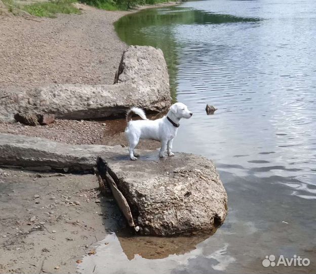 Джек рассел вязка девочка ищет друга