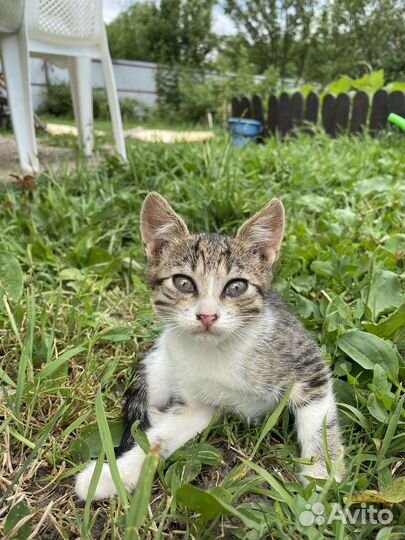 Котята полукровки