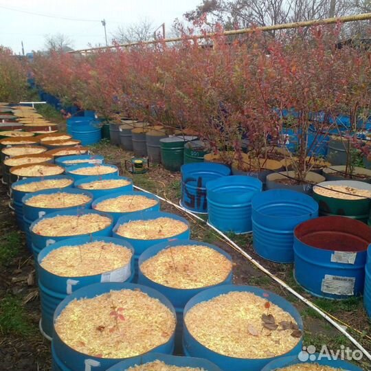 Саженцы голубики 1,2и 3 года