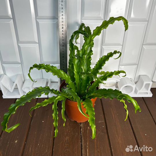 Асплениум Осака