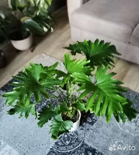 Филодендрон Селло, Selloum Шангри Ла