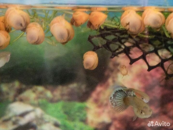 Улитки ампулярии