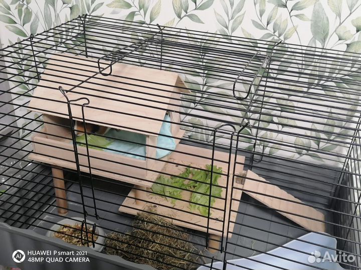 Морская свинка с клеткой