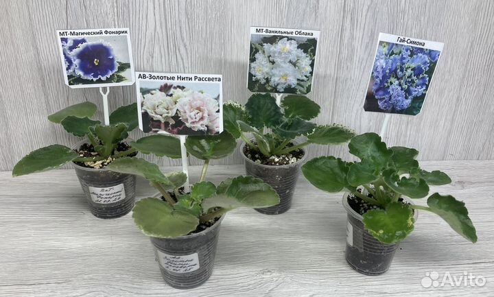 Небольшие детки сортовых фиалок