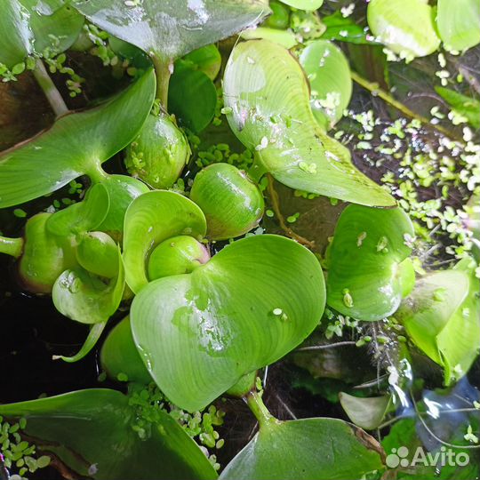 Мексиканский карликовый рак