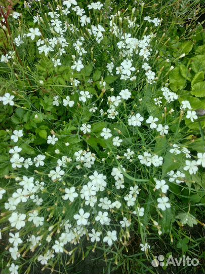Почвопокровные многолетники : гвоздика-травянка