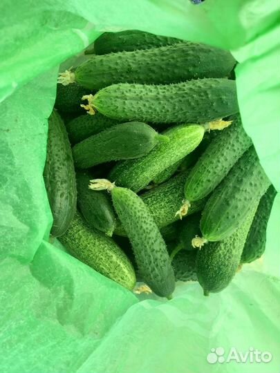 Огурцы свежие домашние