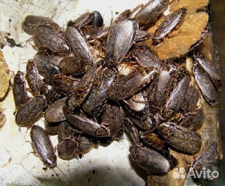 Корма для насекомоядных животных