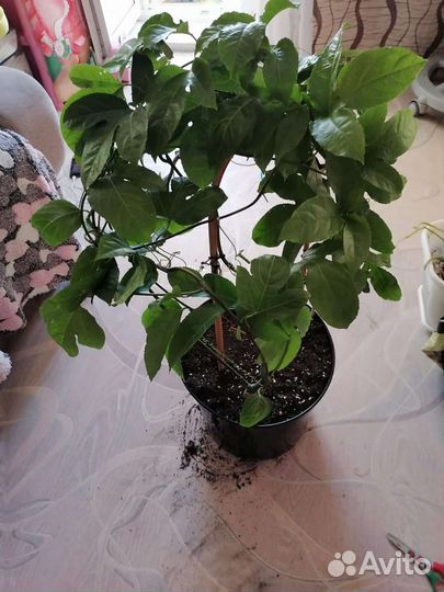 Пассифлора маракуйя