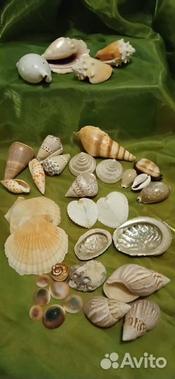 Раковины, коллекция, океан