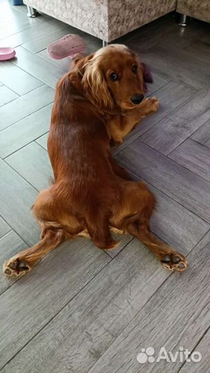 Вязка Английский Кокер Спаниель