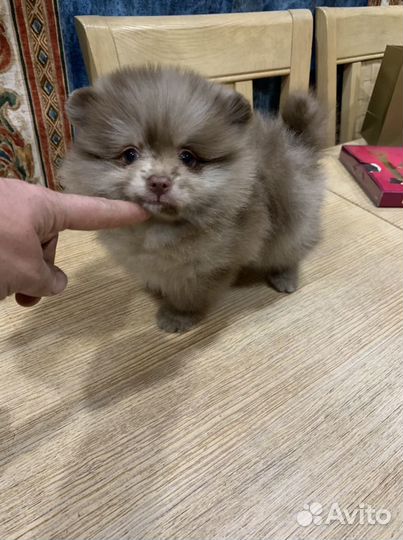 Померанский шпиц лиловый шоколадный мерль с голубы