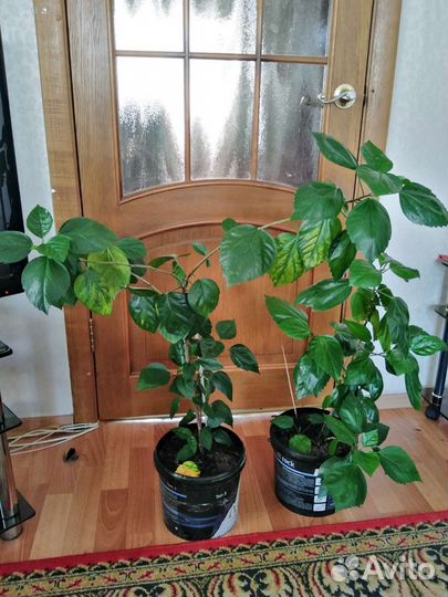 Гибискус китайская роза